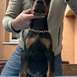Stark-male-doberman-puppy-for-sale-1 (2)
