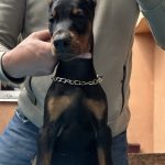 Stark-male-doberman-puppy-for-sale-1 (3)