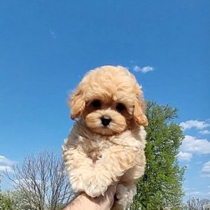 Tallia Maltipoo