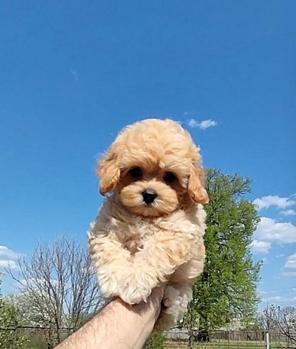 Tallia Maltipoo