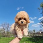 Tallia-female-Maltipoo-puppy-for-sale-2