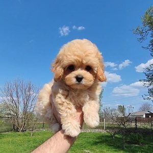 Tallia Maltipoo