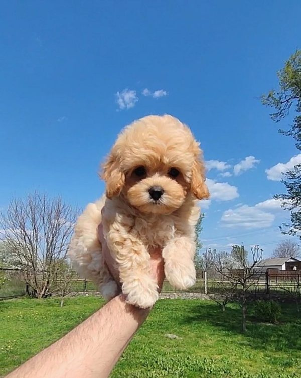 Tallia Maltipoo