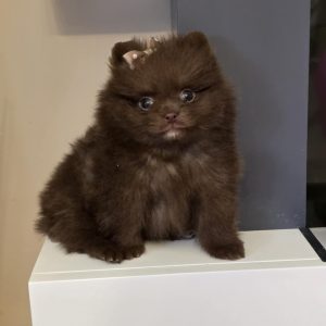 Tasha