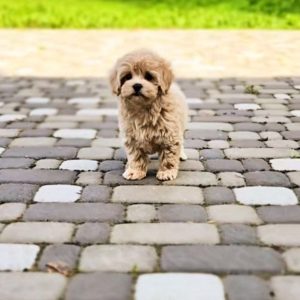 Tiara Maltipoo