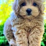 Tallia Maltipoo
