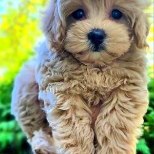 Tiara Maltipoo
