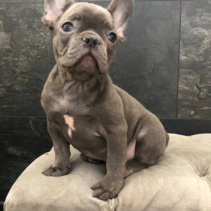 Tirs French Bulldog