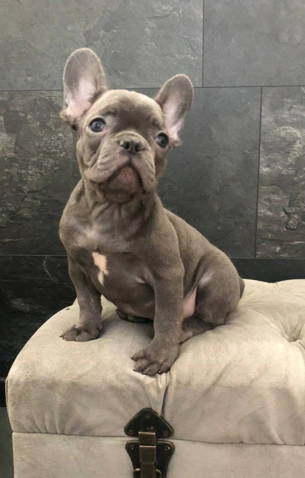 Tirs French Bulldog
