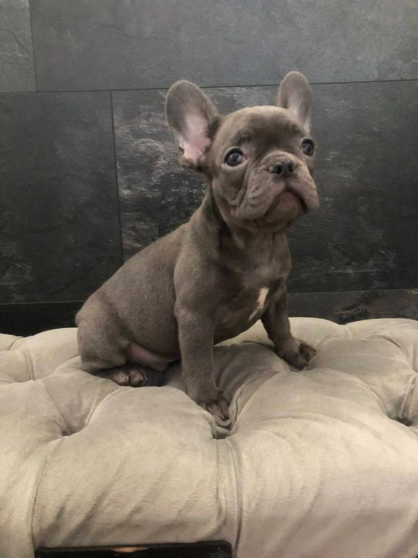 Tirs French Bulldog