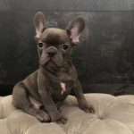 Tirs-male-French-bulldog-puppy-for-sale-4