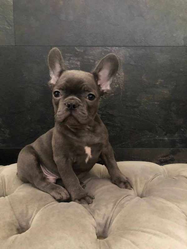Tirs French Bulldog