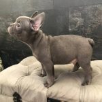 Tirs-male-French-bulldog-puppy-for-sale-5