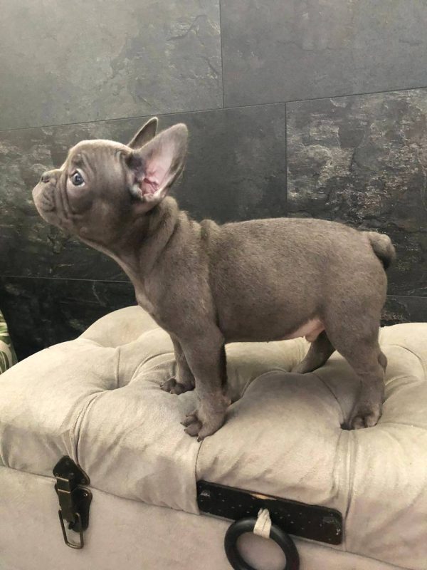Tirs French Bulldog