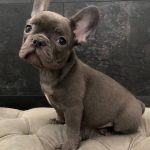 Elva French Bulldog
