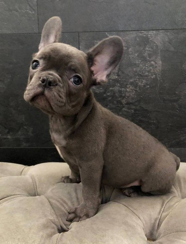 Tirs French Bulldog