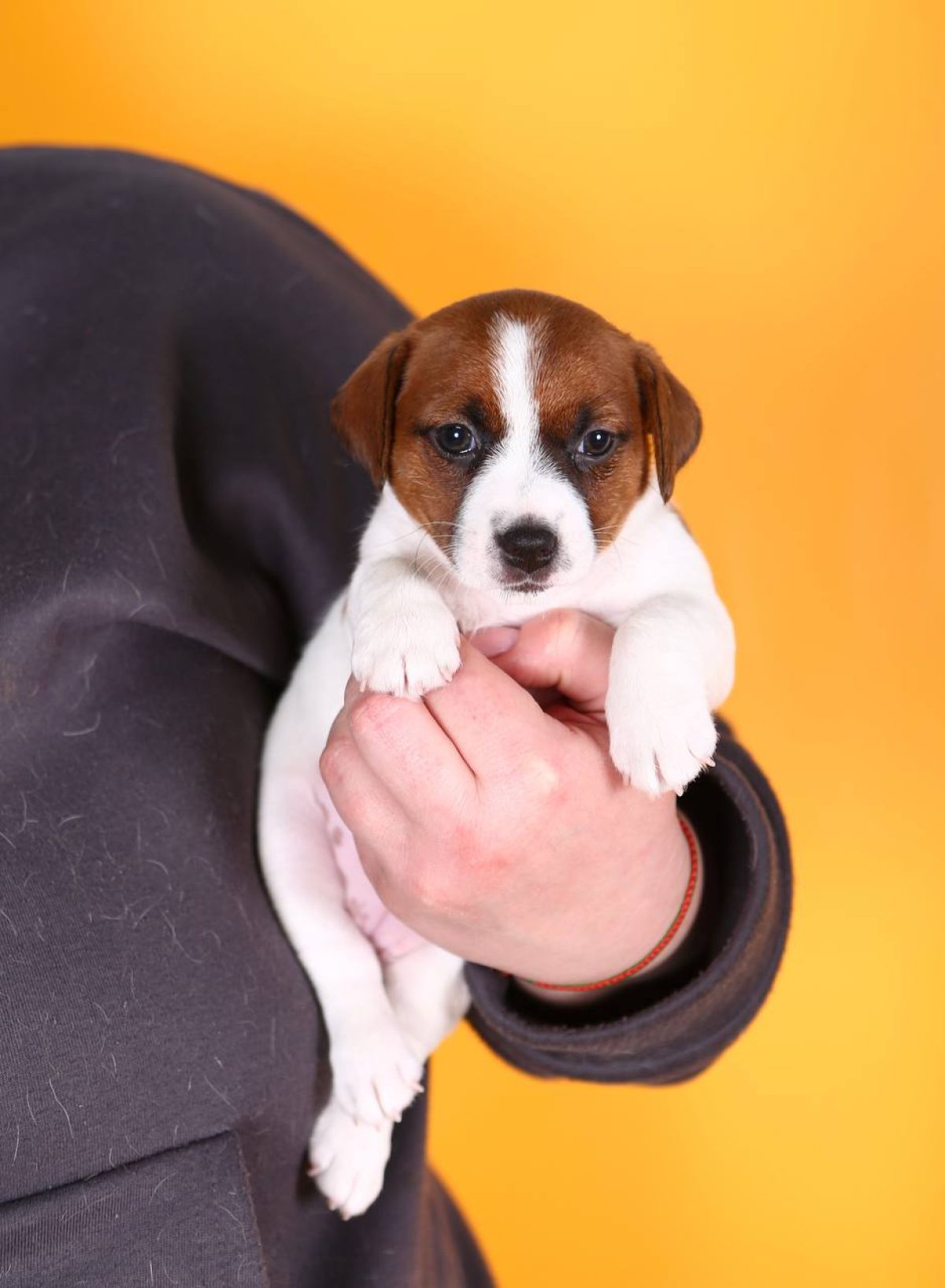 Russell Puppies Tall Jack Russell Jack Russell Terrier Price Tall