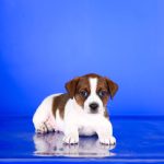 Indiana Jack Russell Terrier
