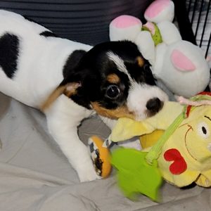 Vanilka Jack Russell Terrier