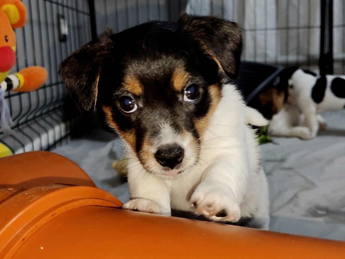 Tan Beagle X Jack Russell Beagle Puppies Junkmail 2025