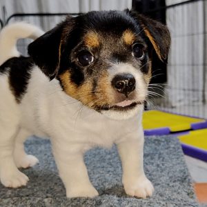 Vega Jack Russell Terrier
