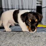 Dragon Jack Russell Terrier