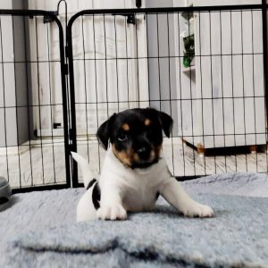 Veles Jack Russell Terrier