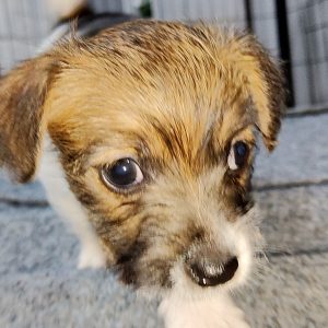 Veron Jack Russell Terrier
