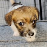 Viking Jack Russell Terrier