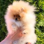 Arty Pomeranian