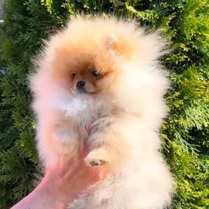 Veyron Pomeranian