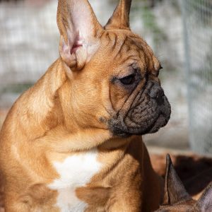Vikentina French Bulldog