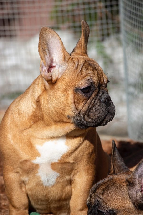 Vikentina French Bulldog