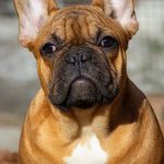 Vikentina-female-French-Bulldog-puppy-for-sale-1 (2)