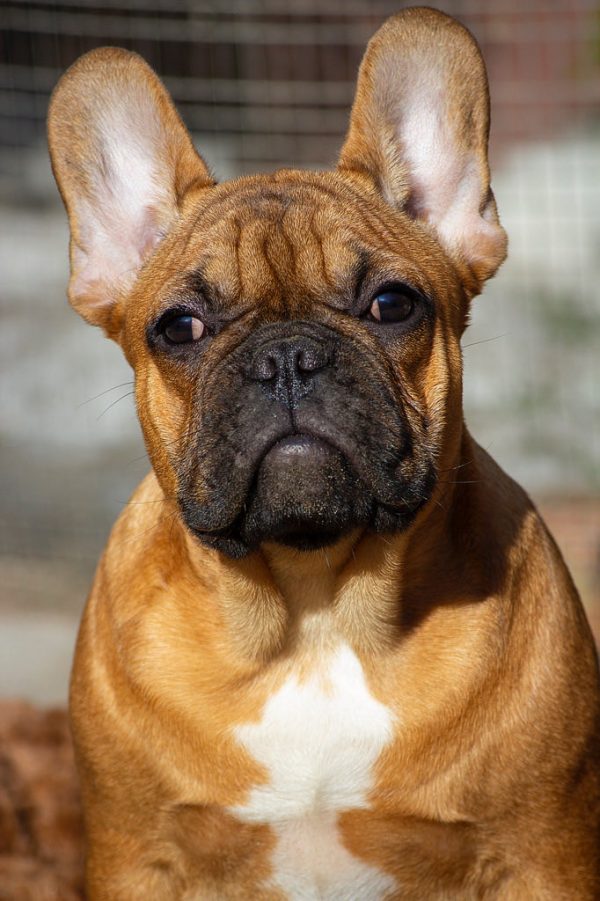 Vikentina French Bulldog