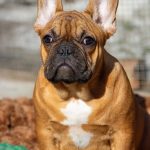 Vikentina-female-French-Bulldog-puppy-for-sale-1 (3)