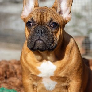 Vikentina French Bulldog