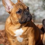 Vikentina-female-French-Bulldog-puppy-for-sale-1 (4)