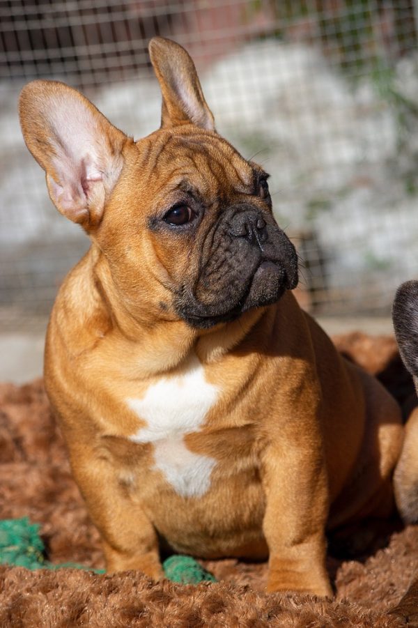 Vikentina French Bulldog