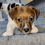 Viking-male-Jack-Russell-Terrier-puppy-for-sale-1
