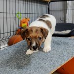 Viking-male-Jack-Russell-Terrier-puppy-for-sale-2