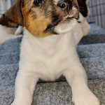 Viking-male-Jack-Russell-Terrier-puppy-for-sale-3
