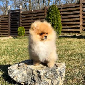 Vinci Pomeranian
