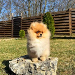 Vinci Pomeranian