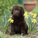 Vivika-female-Labrador-puppy-for-sale-1