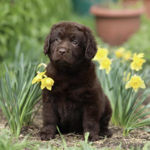 Vivika Labrador Retriever