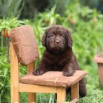 Vivika-female-Labrador-puppy-for-sale-2