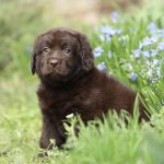 Rafela Labrador Retriever