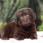 Vivika-female-Labrador-puppy-for-sale-4