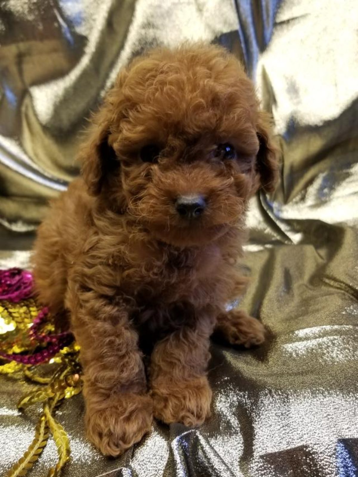 Mr.Z 1/6 Cute Toy Poodle Dog Pet Action Figure Animal Model